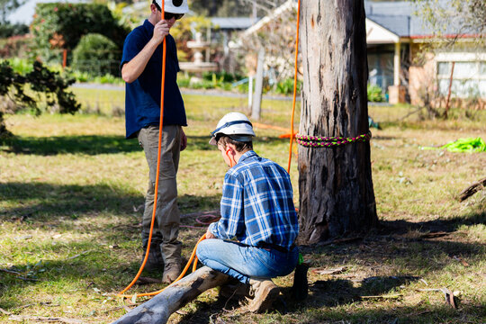 apprentices working on untying branch lowered down during tree lopping job