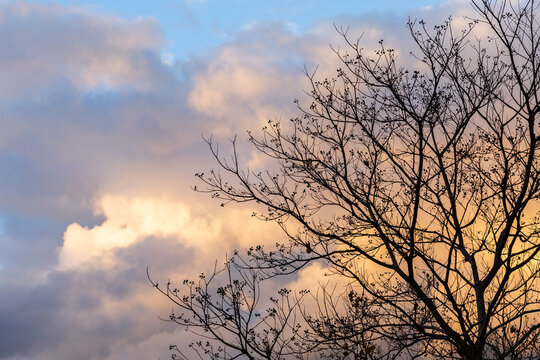 Silhouetted twigs and branches of wintry tree with soft clouds in dusk sunset sky