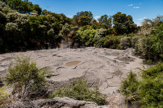 Mud pools bubble and produce steam in a geothermal area filled with bushes and trees