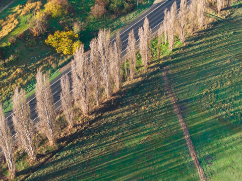 Aerial view of a row of bare trees and their shadows alongside a country road
