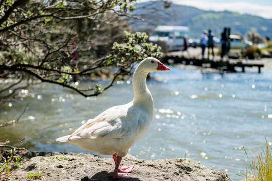 White goose is perched on a rock next to a river