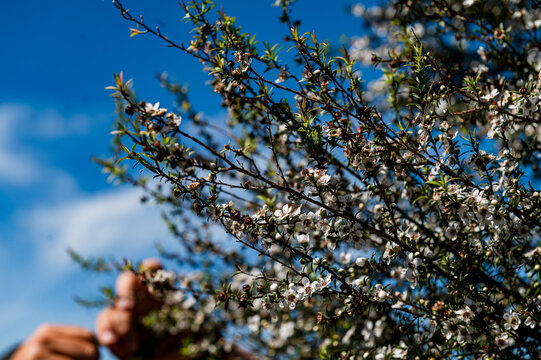 Small white flowers grow on a bush in bright sunlight