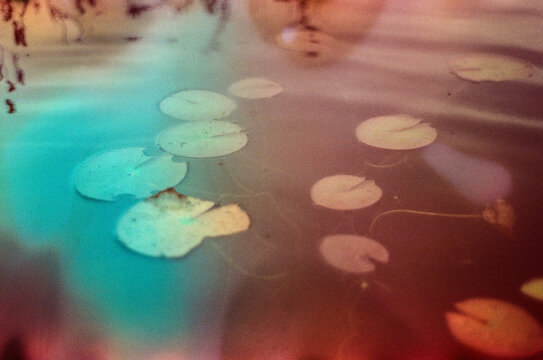Lily pond leaves on a lake.