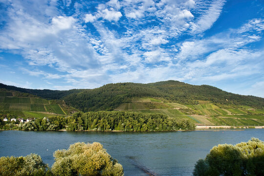 Terraced vineyards above the Rhine River on a sunny summer day in Germany.