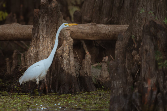 Heron Among Cypress Trees