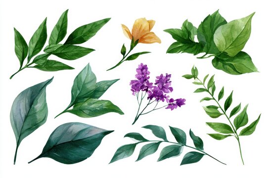 Collection of various watercolor leaves and flowers isolated on white background