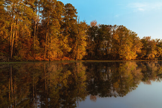 Cypress Vegetation Along a Caddo Lake Waterway