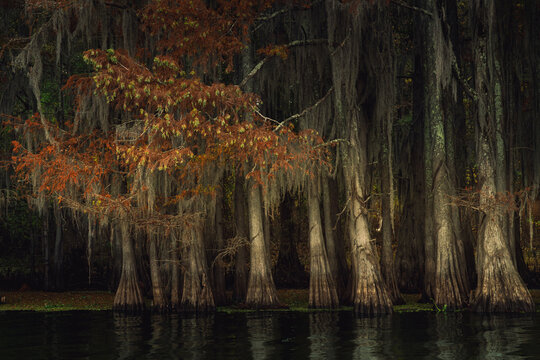 Woodland Wetland With Cypress Trees