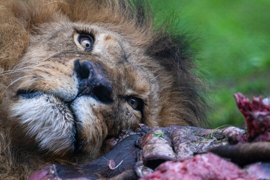 A powerful macro close up portrait of a majestic wild African male lion resting with an intense gaze in Safari Park Beekse Bergen Netherlands
