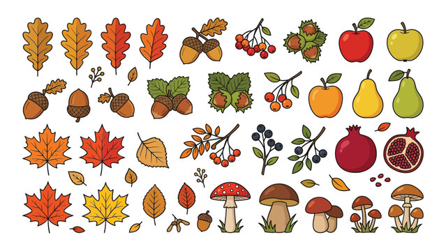 Colorful illustrated autumn harvest fruits leaves mushrooms and nuts collection in flat design style