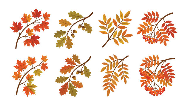 Illustrated autumn leaves and branches in various colors on plain background with attached branches flat