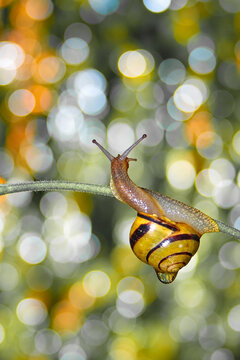 Striped Snail on Grass Blade with Water Drop and Dreamy Bokeh Background