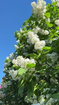 White lilac flowers, vertical video.