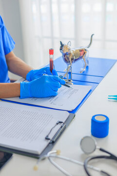 Veterinarian working in clinic reviewing medical paperwork while holding a blood sample tube next to an anatomical model. Concept for pet blood screen check or lap test for analyze animal health