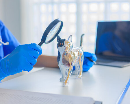 Veterinarian examining a feline anatomical model with magnifying glass. Concept for veterinarian clinic or medical training and education