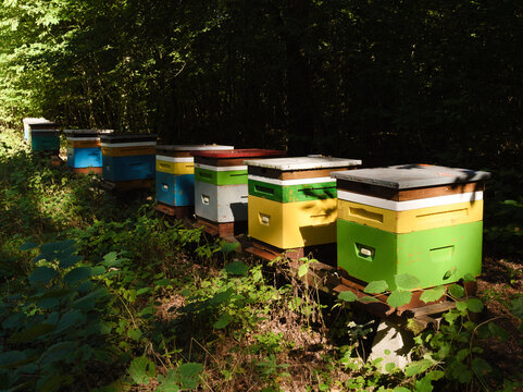 Colorful wooden beehives lined up in a lush green forest setting, professional apiary and sustainable beekeeping concept, organic natural honey production outdoors in a peaceful woodland environment.