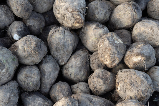 Close up of harvested sugar beets piled after autumn harvest