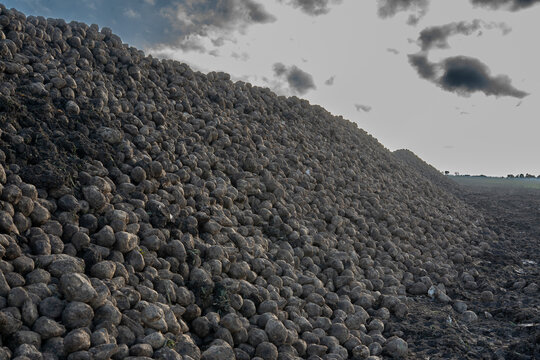 Close up of harvested sugar beets piled after autumn harvest