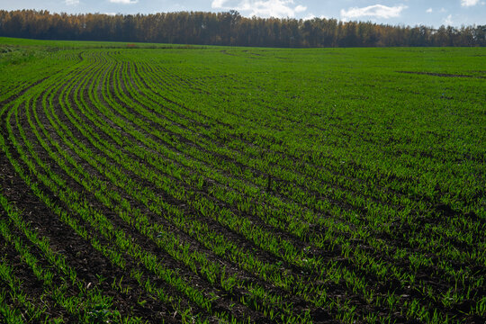 Young winter wheat seedlings growing in autumn agricultural field