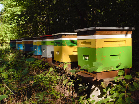 Close up view of colorful wooden beehives in a row inside a green forest, sustainable apiculture and eco friendly honey production concept, organic farming in natural woodland environment.