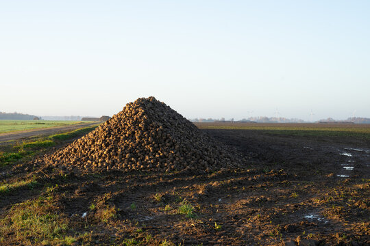 Large sugar beet pile illuminated by evening sunlight after harvest