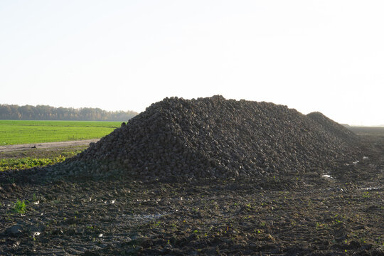 Large sugar beet pile 