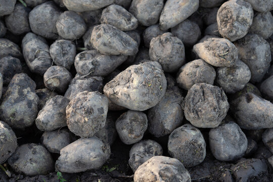Close-up view of harvested sugar beets covered with soil and stored in a large outdoor pile after autumn harvest. Agricultural production, sugar industry and crop storage concept.