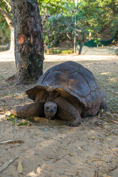 Tartaruga gigante di Aldabra a Nosy Be, Madagascar