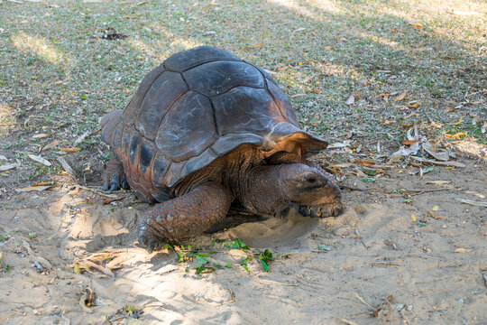 1 Tartaruga gigante di Aldabra in un parco tropicale a Nosy Be, Madagascar