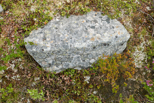 Der Dovrefjell Nationalpark in Norwegenmit seinen charakteristische Pflanzen und Wegen. Gesehen auf dem Pilgerweg St. Olavsweg, Gamle Kongevegen auf dem Weg von Oslo nach Trondheim.