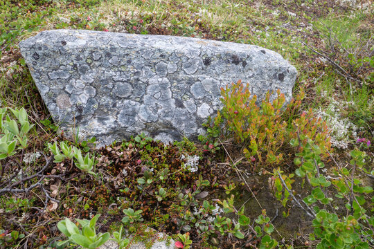 Der Dovrefjell Nationalpark in Norwegenmit seinen charakteristische Pflanzen und Wegen. Gesehen auf dem Pilgerweg St. Olavsweg, Gamle Kongevegen auf dem Weg von Oslo nach Trondheim.