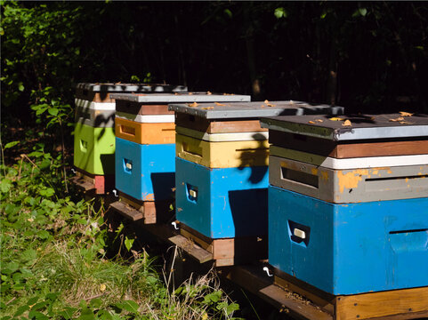 Row of colorful wooden beehives with flying bees in a sunny forest setting, sustainable beekeeping and organic honey production concept, close up of vibrant blue hives in woodland environment