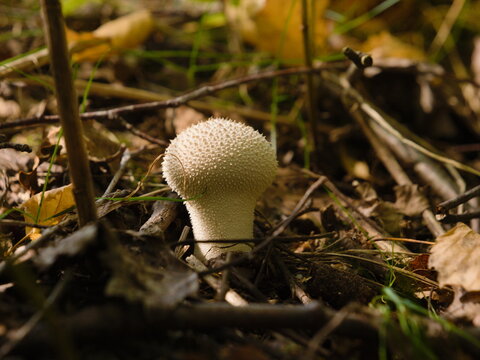 Common puffball mushroom growing among fallen autumn leaves on forest floor, white spiny Lycoperdon perlatum fungus macro close up, wild nature and mycology concept in woodland environment