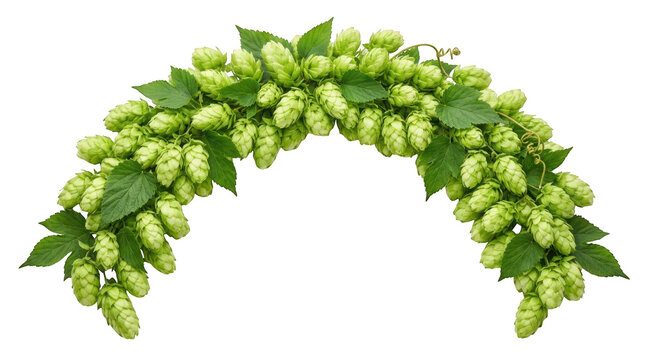 Fresh green hop cones with leaves arranged in an arch isolated on transparent background