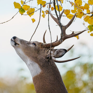 Colorado Wildlife. Wild Deer on the High Plains of Colorado. White-tailed buck reaching for tree branches