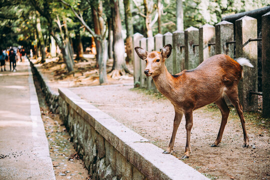 Deer walking around the Nara park in Nara, Japan.