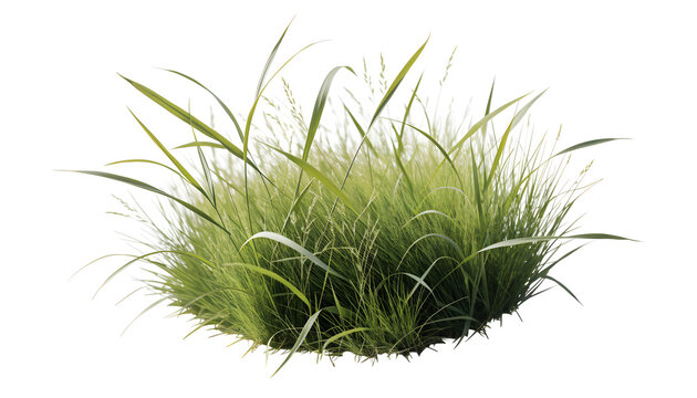Lush green grass clump isolated on transparent background for landscape design projects