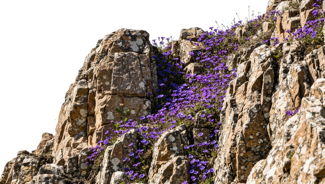 Rocky cliff face with clusters of small purple wildflowers, isolated on transparent background