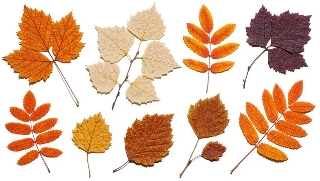 Collection of colorful autumn leaves, isolated on transparent background
