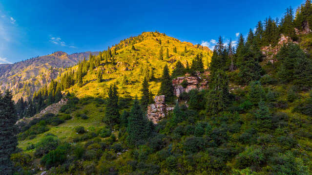 Sunlit Mountain Slope with Coniferous Trees in Kyrgyzstan