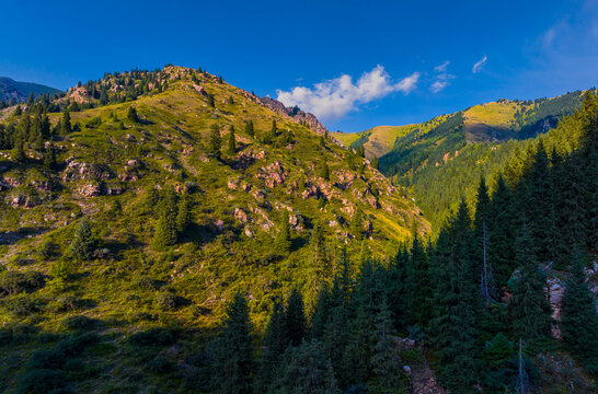 Mountain Landscape with Coniferous Forest in Kyrgyzstan