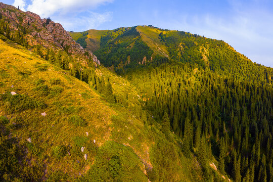Mountain Slope with Coniferous Forest and Dry Grass in Kyrgyzstan
