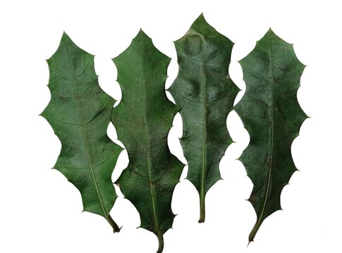 Fresh holly mangrove leaf isolated on a white background.