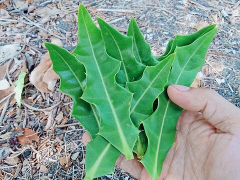 A handful of fresh holly mangrove leaf.