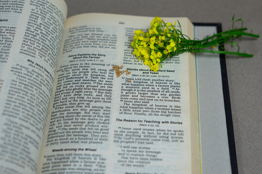 Mustard Seed Parable in the Bible with Mustard Flowers and Seeds