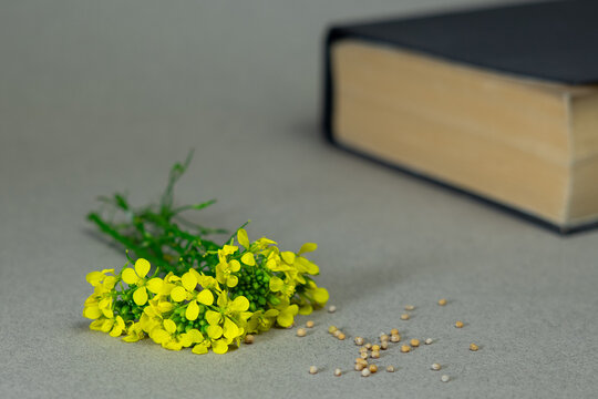 Mustard Seed Faith Concept with Bible and Yellow Mustard Flowers