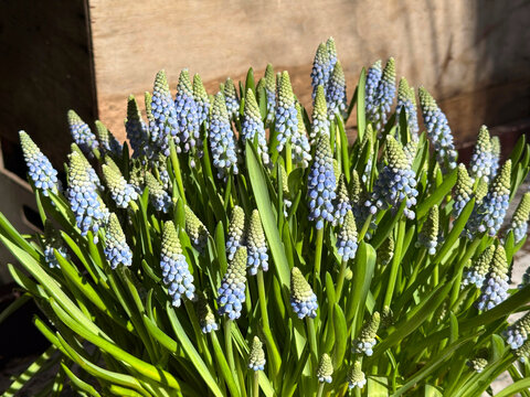 Spring blue flowers Muscari armeniacum grape hyacinth.