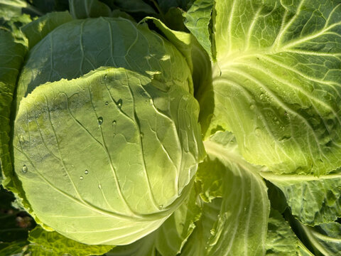 Fresh cabbage vegetable in field