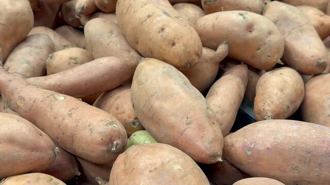 Large heap of fresh organic sweet potatoes with dusty orange brown skin at grocery supermarket close up. Raw sweetpotato batatas root vegetable harvest on retail display background layout.