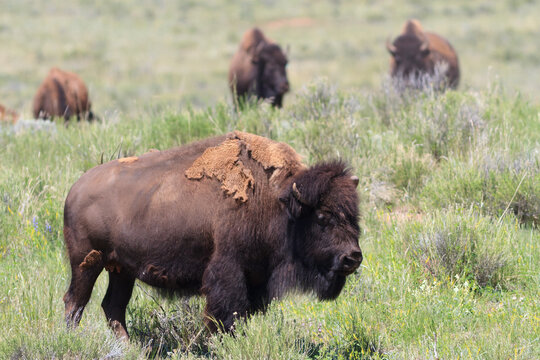 Wild American Bison on the high plains of Colorado. Mammals of North America.